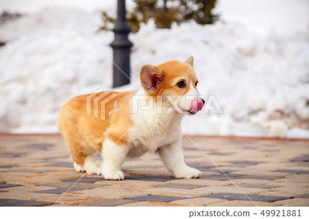 Puppy of funny red welsh corgi pembroke walk Puppy of funny red welsh corgi pembroke walk 49921881