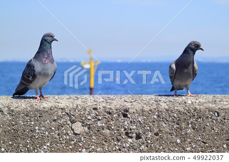 Pigeons 49922037
