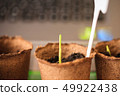 Macro seedlings growing in peat pots blur  49922438