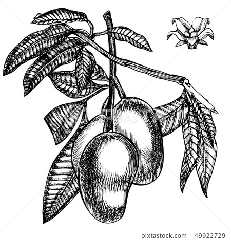 Hand drawn mango fruits set with leafs and mango slices and cubes. Sketch style fruit illustration 49922729