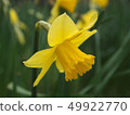 Narcissus flower 49922770