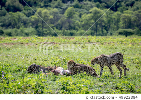 Cheetahs feeding on a male Impala kill. Cheetahs feeding on a male Impala kill. 49922884