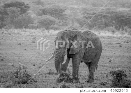 Big male Elephant walking in the grass. Big male Elephant walking in the grass. 49922943