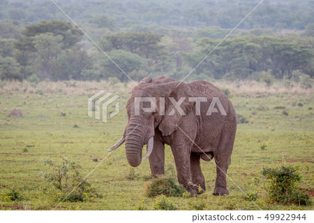 Big male Elephant walking in the grass. Big male Elephant walking in the grass. 49922944