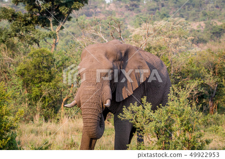 African elephant standing in the grass. 49922953