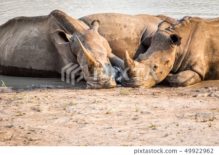 Group of White rhinos laying in the water. 49922962