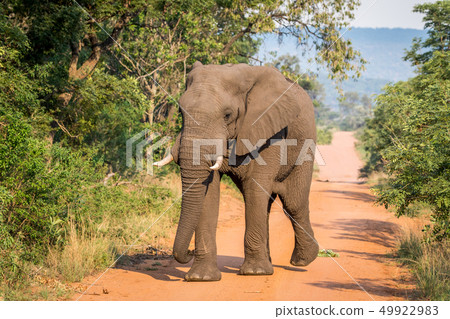 Big Elephant bull walking towards the camera. 49922983