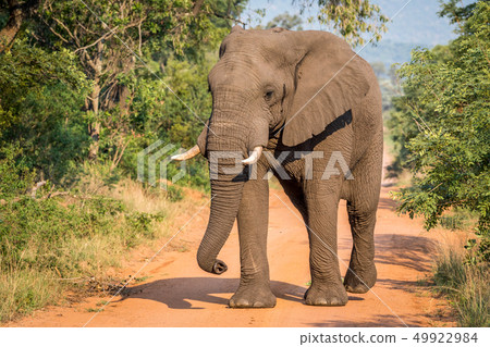 Big Elephant bull walking towards the camera. 49922984