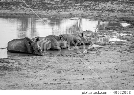 Group of White rhinos laying by the water. Group of White rhinos laying by the water. 49922998