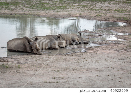Group of White rhinos laying by the water. Group of White rhinos laying by the water. 49922999
