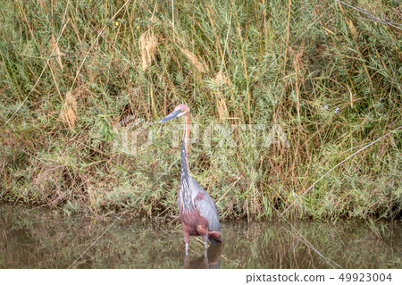 Goliath heron standing in the water. Goliath heron standing in the water. 49923004
