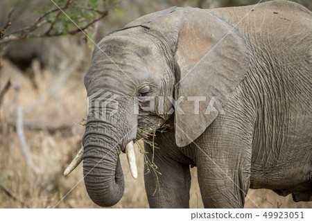 Close up of an African elephant. Close up of an African elephant. 49923051