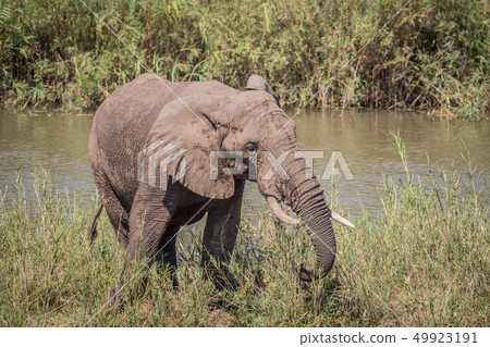 Elephant eating grass next to a river. 49923191