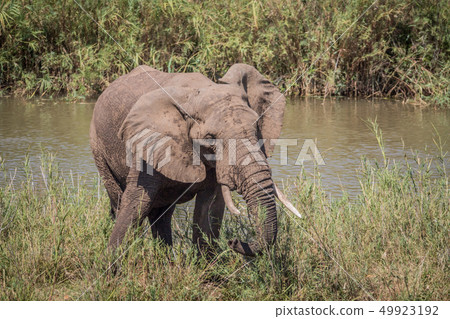 Elephant eating grass next to a river. Elephant eating grass next to a river. 49923192