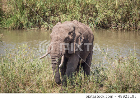 Elephant eating grass next to a river. Elephant eating grass next to a river. 49923193