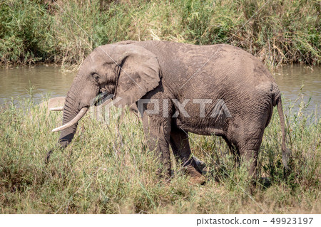 Elephant eating grass next to a river. Elephant eating grass next to a river. 49923197
