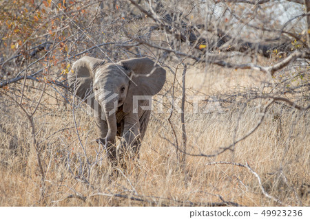 Baby Elephant calf standing in the bushes. 49923236