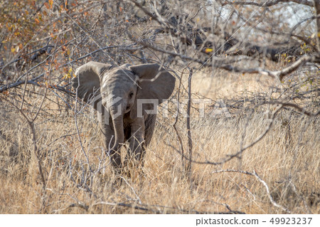 Baby Elephant calf standing in the bushes. 49923237