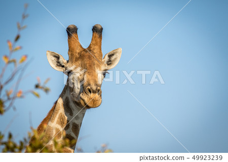 Close up of male Giraffe head. 49923239