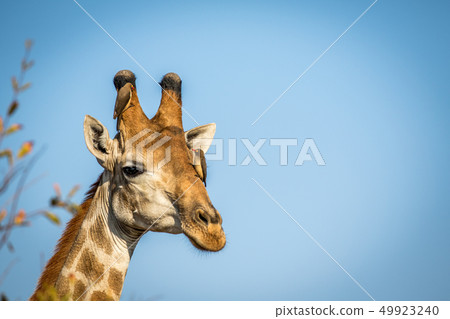 Male Giraffe with Red-billed oxpeckers. 49923240