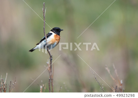 Male Europian stonechat or Saxicola rubicola on twig Male Europian stonechat or Saxicola rubicola on twig 49923298