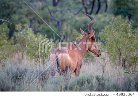 Red hartebeest standing in the high grass. Red hartebeest standing in the high grass. 49923364