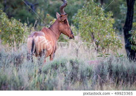 Red hartebeest standing in the high grass. Red hartebeest standing in the high grass. 49923365