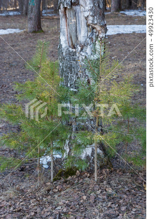 Small pines growing near an old birch in the rays 49923430