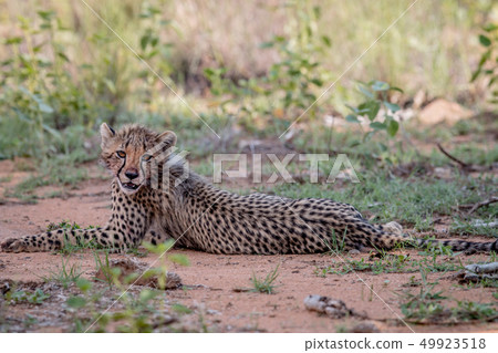 Young Cheetah cub laying in the sand. 49923518