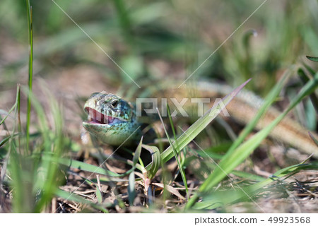 Portrait of happy quick lizard in grass Portrait of happy quick lizard in grass 49923568