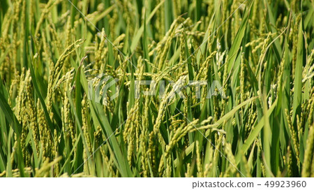 Barley 49923960