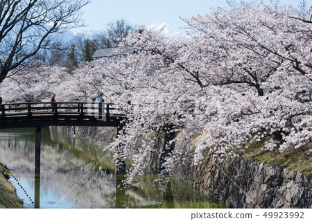 A moat of Matsumoto Castle where the cherry blossoms bloom A moat of Matsumoto Castle where the cherry blossoms bloom 49923992