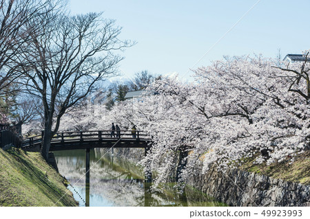 A moat of Matsumoto Castle where the cherry blossoms bloom 49923993