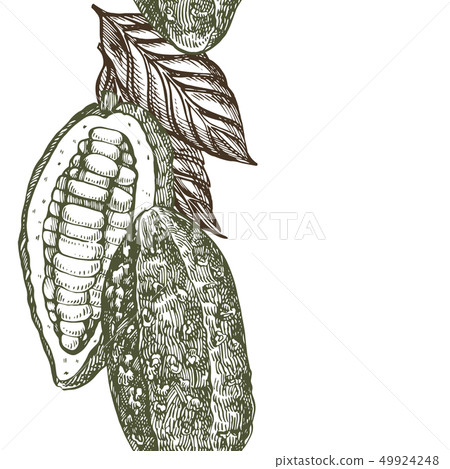 Chocolate Cocoa beans illustration. Engraved style illustration. Sketched hand drawn cacao beans Chocolate Cocoa beans illustration. Engraved style illustration. Sketched hand drawn cacao beans 49924248