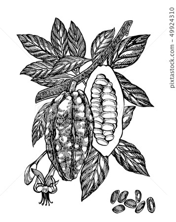 Chocolate Cocoa beans illustration. Engraved style illustration. Sketched hand drawn cacao beans Chocolate Cocoa beans illustration. Engraved style illustration. Sketched hand drawn cacao beans 49924310