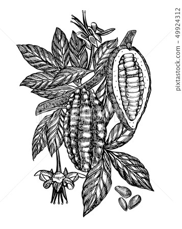 Chocolate Cocoa beans illustration. Engraved style illustration. Sketched hand drawn cacao beans Chocolate Cocoa beans illustration. Engraved style illustration. Sketched hand drawn cacao beans 49924312