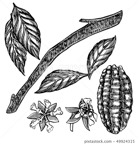 Chocolate Cocoa beans illustration. Engraved style illustration. Sketched hand drawn cacao beans Chocolate Cocoa beans illustration. Engraved style illustration. Sketched hand drawn cacao beans 49924315