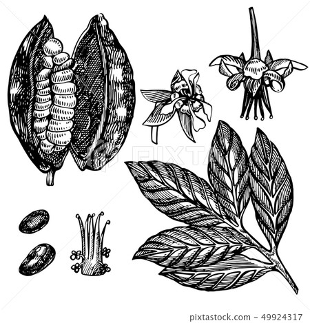 Chocolate Cocoa beans illustration. Engraved style illustration. Sketched hand drawn cacao beans Chocolate Cocoa beans illustration. Engraved style illustration. Sketched hand drawn cacao beans 49924317