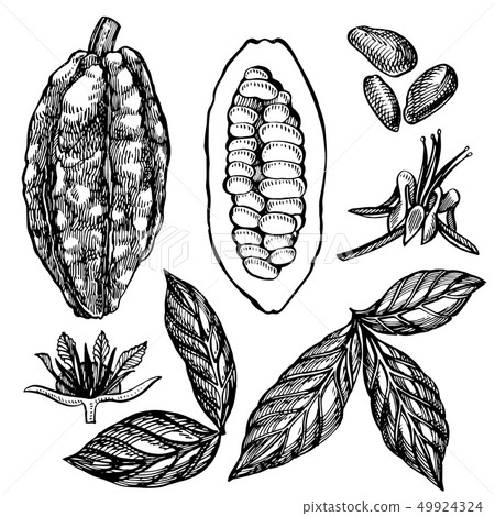 Chocolate Cocoa beans illustration. Engraved style illustration. Sketched hand drawn cacao beans Chocolate Cocoa beans illustration. Engraved style illustration. Sketched hand drawn cacao beans 49924324