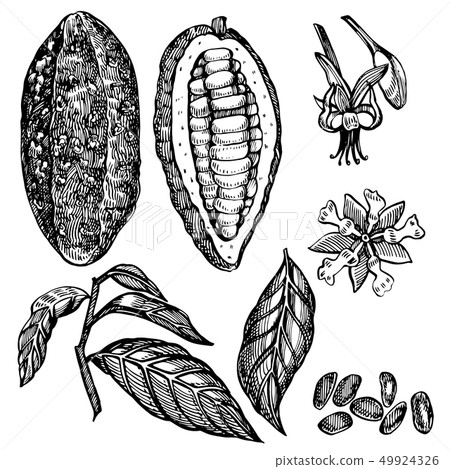 Chocolate Cocoa beans illustration. Engraved style illustration. Sketched hand drawn cacao beans Chocolate Cocoa beans illustration. Engraved style illustration. Sketched hand drawn cacao beans 49924326