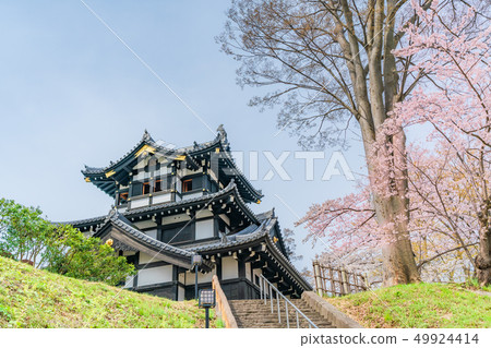 日本的春天新潟縣上越市高田城三重塔和櫻花 49924414