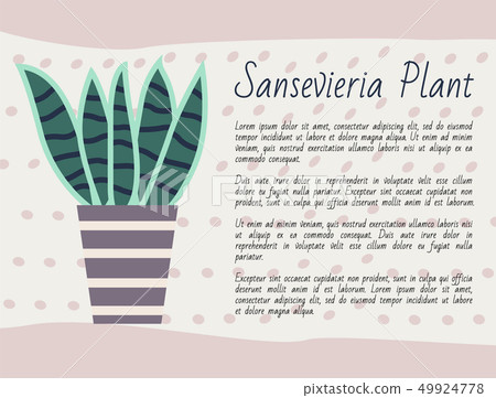 Sanseveria Plant Information About Flower in Pot Sanseveria Plant Information About Flower in Pot 49924778