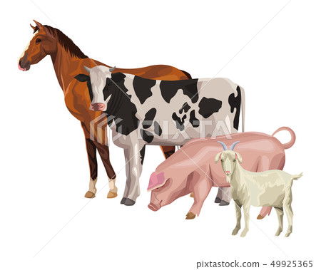 horse cow pig and goat horse cow pig and goat 49925365
