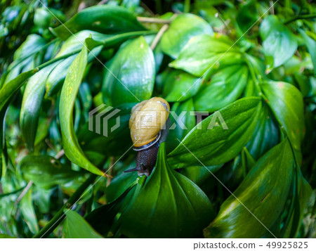 A snail creeps on green leaves Ruscus colchicus 49925825