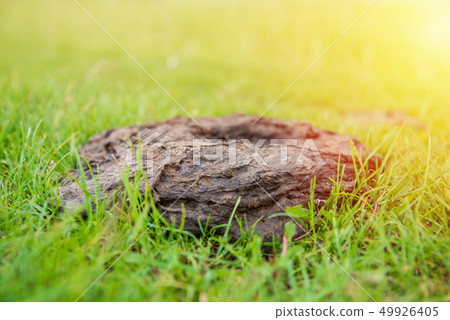 Cow dung at the garden, manure on a green grass. Fertilizer for soil Cow dung at the garden, manure on a green grass. Fertilizer for soil 49926405