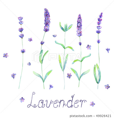 Lavender flowers, leaves plants purple green Lavender flowers, leaves plants purple green 49926421