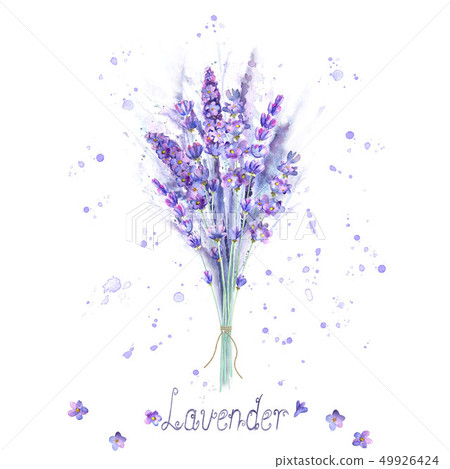 Watercolor lavender bouquet. Lavender flowers 49926424