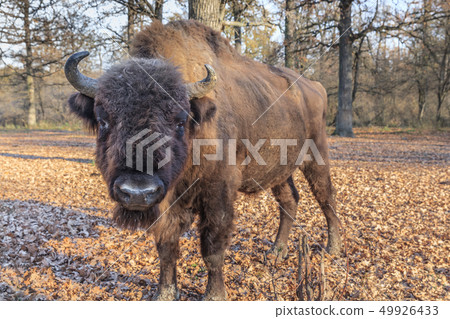 european bison, Romania european bison, Romania 49926433