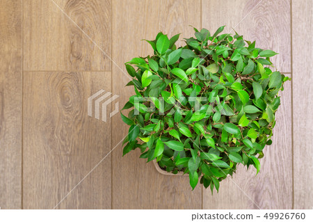 Ficus Benjamin Ficus Benjamin 49926760