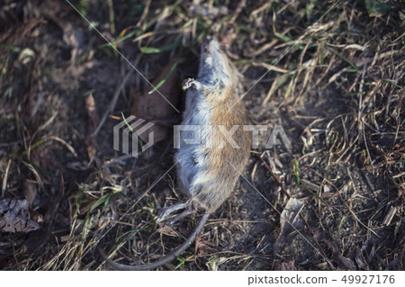 Dead mouse Dead mouse 49927176